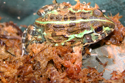 African Bull Frog (Pyxicephalus) “Pixie Frog”