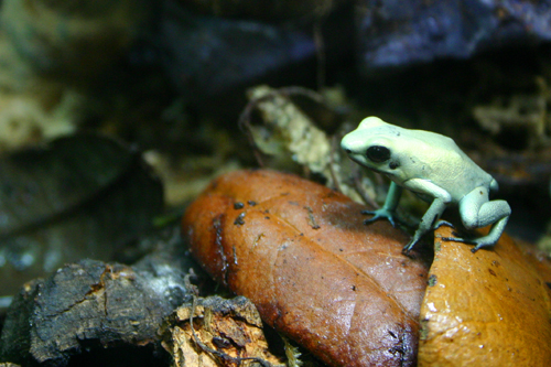 Mint Terribilis Dart Frog (Phyllobates terribilis)